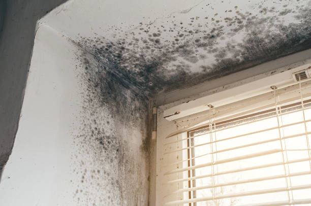 Affordable Attic Mold Removal solutions in Fayetteville, NC
